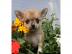 Reinrassige Chihuahua Welpen mit Stammba