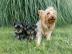 Gesunde Yorkshire Terrier Welpen/ VDH/ F