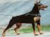 Reine Rasse Dobermann Welpen