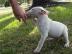 Miniature Bull Terrier mit FCI-VDH Papie