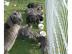 Wundersch�ne Deutsche Doggen Welpen in