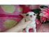Chihuahua Welpen whatsapp +32466492901