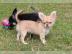 Chihuahua Welpen LH mit Ahnentafel