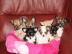 Typvolle Mini Chihuahua Welpen Langhaar