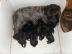 Welpen Tschechischer Terrier mit Papiere