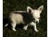 Super s��e mini chihuahua welpen mit pa