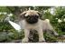 Beige Mops Welpen