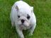 Kleine englische Bulldogge Welpen
