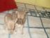 Typovolle Chihuahua H�ndinnen