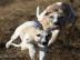 Sch�ne Welpen - H�ndinnen Whippet