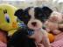 Wundersch�ne Reinrassige Mini Chihuahua