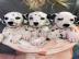 Adorable dalmatian puppies available
