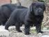 Labrador Retriever Welpen in allen drei