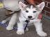 Reinrassige Siberian Husky Welpen m