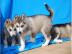 Wundersch�ne Siberian Husky Welpen