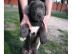 Wundersch�ne Reinrassige Cane C