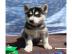 Wundersch�ne Siberian Husky Welpen
