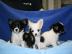 chrismas chihuahua welpen . . 