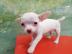 Mini Chihuahua Welpen verf?gbar. whatsapp