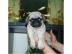 MOPS WELPEN SUPER SCH�N, GESUND,