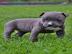 American Pit Bull Terrier welpen whatsap
