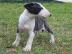 Miniature Bull Terrier mit Ahnentafel