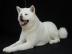 Akita Inu Ruede zu verkaufen