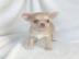 Mini Chihuahua Welpen verf gbar vvv