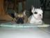 Franzsische bulldog welpen zu verkaufen