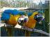 Blau und Gold Ara Papageien verfgbar