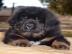 Tibetan mastiff (Do Khyi) Welpen FCI