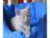 Wundersch�ne BKH Babys