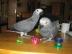 Papageien superzahme Graupapageien Paar
