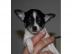 Verliehen an  sechs sch�ne Chihuahua  We