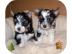 Mini Yorkshire Terrier Welpen R�de & We