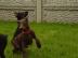 Reinrasiger Dobermann