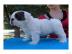 English Bulldog Welpen abzugeben!!!