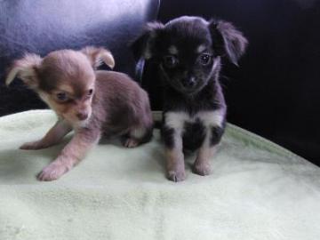 Zuckers��e Chihuahua-Welpen