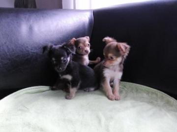 Zuckers��e Chihuahua-Welpen