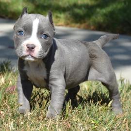 Pitbull Terrier Blue-Line mit VDH Papier