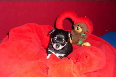 Wundersch�ne Chihuahua Welpen KH-LH mit