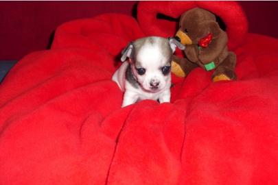 Wundersch�ne Chihuahua Welpen KH-LH mit