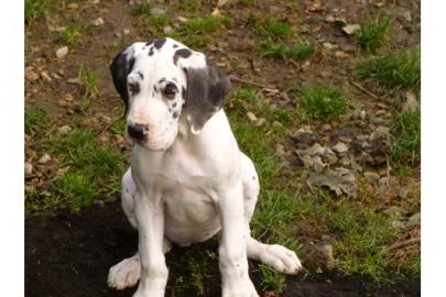 Deutsche Doggen-Welpen mit VDH-Papieren
