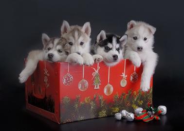 Wundersch�ne Siberian Husky Welpen