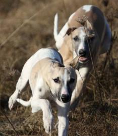 Sch�ne Welpen - H�ndinnen Whippet