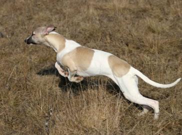 Sch�ne Welpen - H�ndinnen Whippet