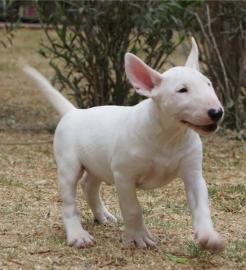 Bildschne Miniature Bull Terrier