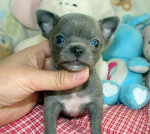 Chihuahua-Welpen mit� VDH / FCI - Papier