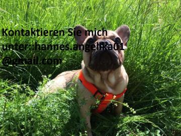 Franzsische Bulldogge mit deutscher Ahn