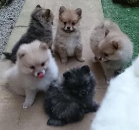 Pomeranian Welpen zu verkaufen